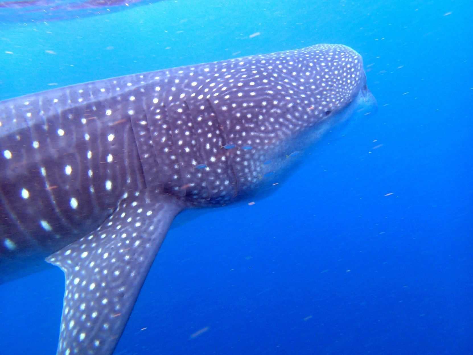 Whale shark